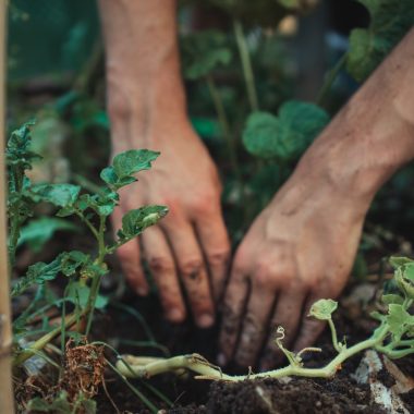 person holding green plant stem