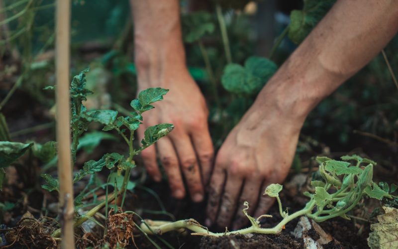 person holding green plant stem