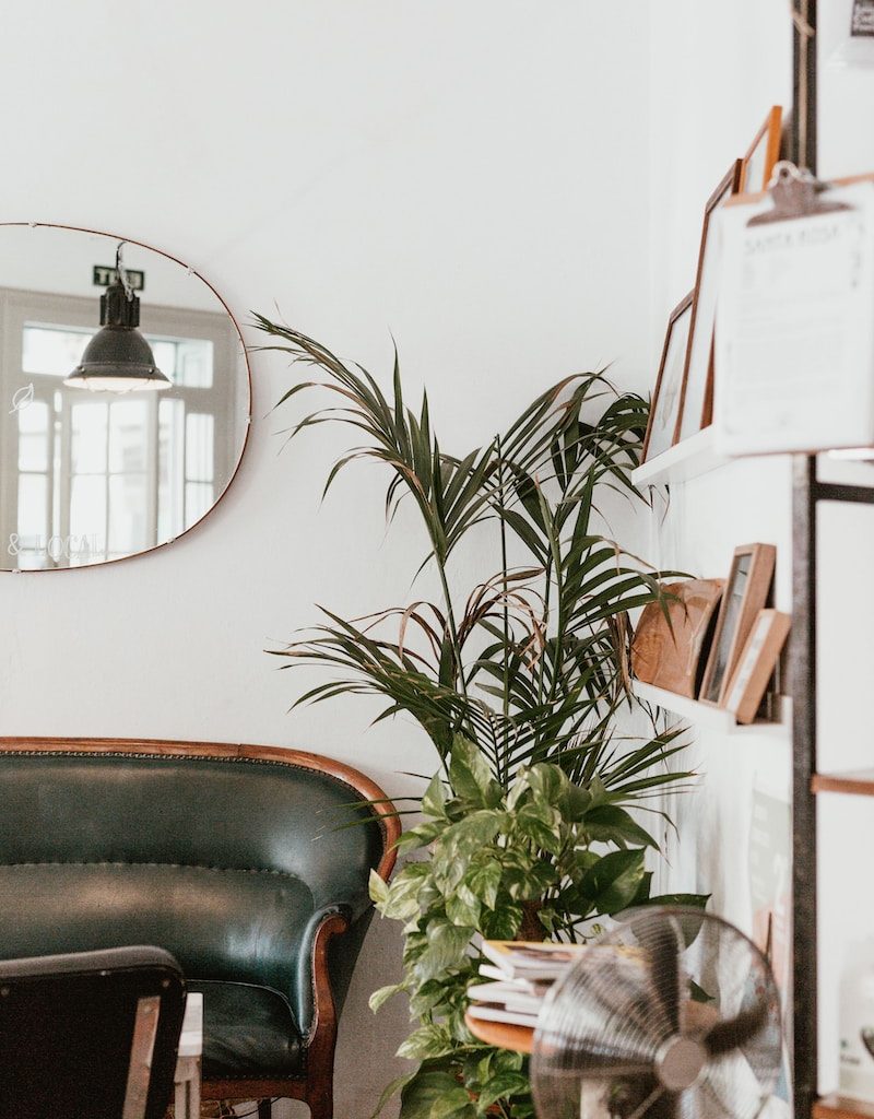 gray fan beside indoor green plants