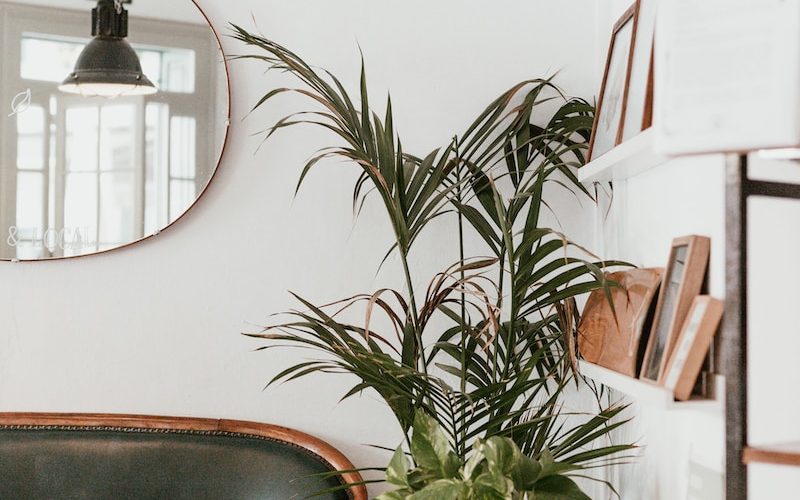 gray fan beside indoor green plants