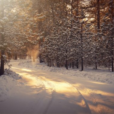 snow covered road between trees during daytime