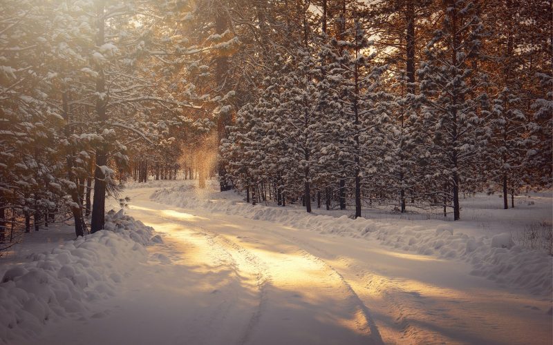 snow covered road between trees during daytime