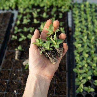 green plant on persons hand