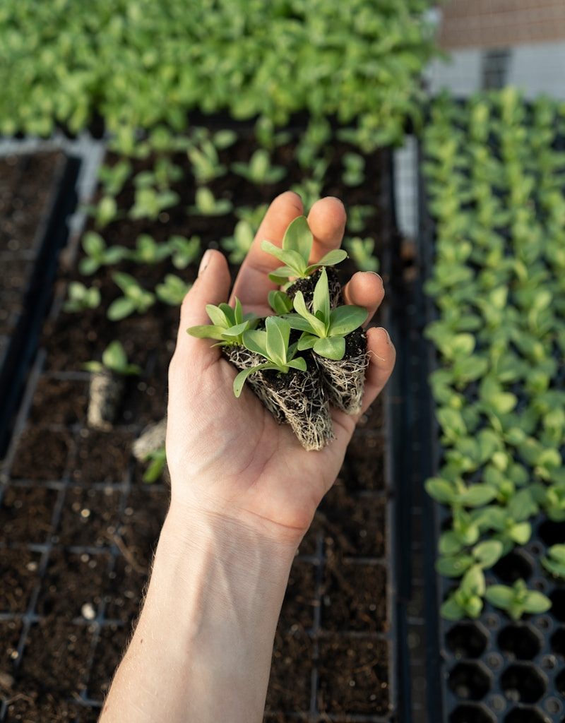 green plant on persons hand