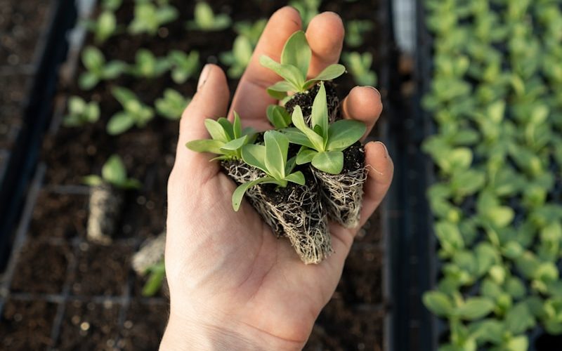 green plant on persons hand