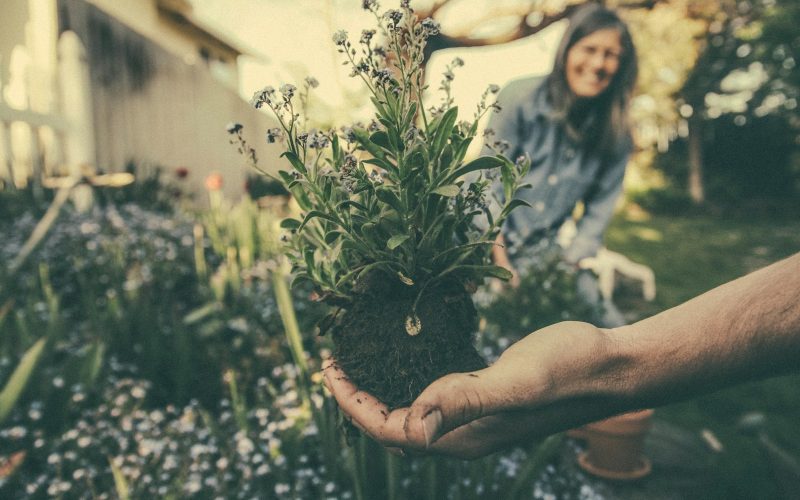 person showing green plant