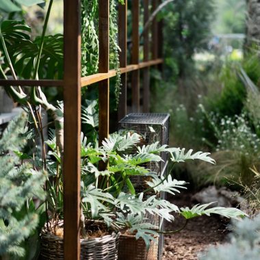 green plant on brown wooden pot