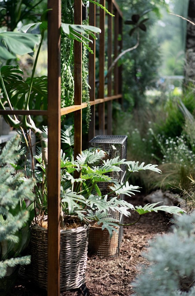 green plant on brown wooden pot