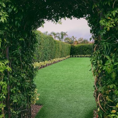 green-leafed plant arch
