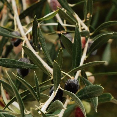 an olive tree with lots of green olives
