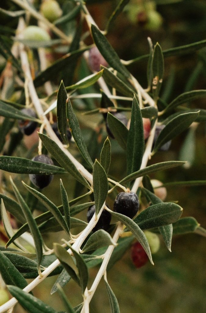 an olive tree with lots of green olives