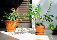 plants, balcony plants, plants on the balcony, plant, balcony, sunflower, palm tree, zamioculcas, nature, summer, relaxing