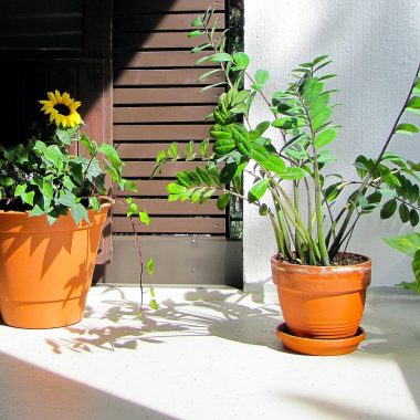 plants, balcony plants, plants on the balcony, plant, balcony, sunflower, palm tree, zamioculcas, nature, summer, relaxing
